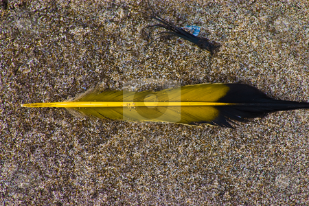 To use this stock image in your creative project, please select the size you need over to the right and click the "Add to Cart" button.
Your downloaded image will come with the Cutcaster watermark removed so don’t worry about the watermark you see on this page. Colorful feather on beach stock photo, Summer sun in the sand at the beach by Johan Knelsen