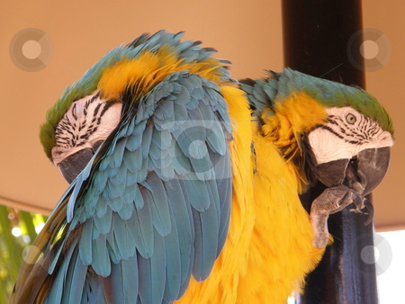 To use this stock image in your creative project, please select the size you need over to the right and click the "Add to Cart" button.
Your downloaded image will come with the Cutcaster watermark removed so don’t worry about the watermark you see on this page. Parrot stock photo, Colorful Parrot by Ritu Jethani