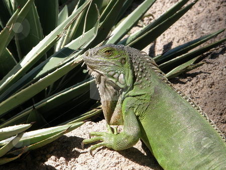 To use this stock image in your creative project, please select the size you need over to the right and click the "Add to Cart" button.
Your downloaded image will come with the Cutcaster watermark removed so don’t worry about the watermark you see on this page. Iguana stock photo, Green Iguana by Ritu Jethani