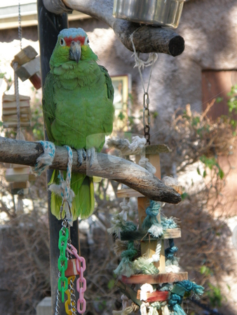 To use this stock image in your creative project, please select the size you need over to the right and click the "Add to Cart" button.
Your downloaded image will come with the Cutcaster watermark removed so don’t worry about the watermark you see on this page. Parrot stock photo, Colorful Parrot by Ritu Jethani