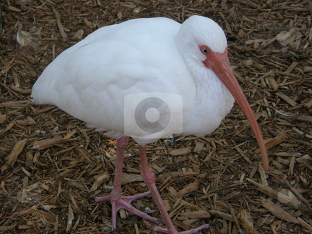 To use this stock image in your creative project, please select the size you need over to the right and click the "Add to Cart" button.
Your downloaded image will come with the Cutcaster watermark removed so don’t worry about the watermark you see on this page. Stork stock photo, by Ritu Jethani