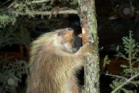 To use this stock image in your creative project, please select the size you need over to the right and click the "Add to Cart" button.
Your downloaded image will come with the Cutcaster watermark removed so don’t worry about the watermark you see on this page. Beaver Climbing A Tree stock photo, A large brown beaver climbing a tree by Richard Nelson