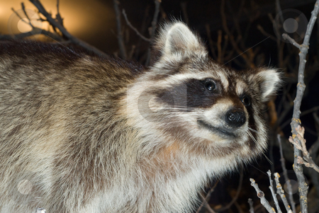 To use this stock image in your creative project, please select the size you need over to the right and click the "Add to Cart" button.
Your downloaded image will come with the Cutcaster watermark removed so don’t worry about the watermark you see on this page. Raccoon stock photo, A wild racoon looking around, shot at night by Richard Nelson