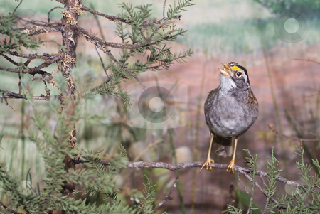 To use this stock image in your creative project, please select the size you need over to the right and click the "Add to Cart" button.
Your downloaded image will come with the Cutcaster watermark removed so don’t worry about the watermark you see on this page. Song Bird stock photo, A small song bird sitting on a branch outside by Richard Nelson