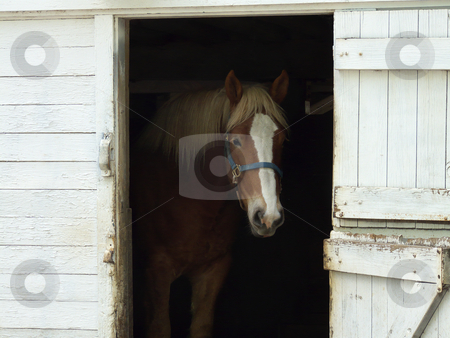 To use this stock image in your creative project, please select the size you need over to the right and click the "Add to Cart" button.
Your downloaded image will come with the Cutcaster watermark removed so don’t worry about the watermark you see on this page. Draft Horse stock photo, A work horse standing at open barn door. by Kathy Piper
