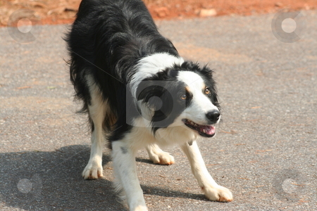 To use this stock image in your creative project, please select the size you need over to the right and click the "Add to Cart" button.
Your downloaded image will come with the Cutcaster watermark removed so don’t worry about the watermark you see on this page. Border Collie stock photo, Black and White Border Collie by Debbie Hayes