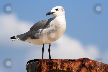 To use this stock image in your creative project, please select the size you need over to the right and click the "Add to Cart" button.
Your downloaded image will come with the Cutcaster watermark removed so don’t worry about the watermark you see on this page. Seagull on a Post stock photo, Seagull perched on a post by Debbie Hayes