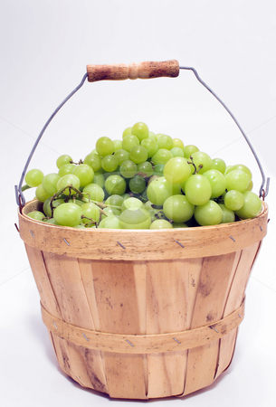 To use this stock image in your creative project, please select the size you need over to the right and click the "Add to Cart" button.
Your downloaded image will come with the Cutcaster watermark removed so don’t worry about the watermark you see on this page. Basket of Grapes stock photo, A basket full of fresh grapes. by Robert Byron