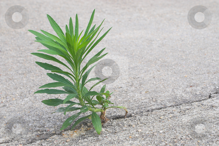 To use this stock image in your creative project, please select the size you need over to the right and click the "Add to Cart" button.
Your downloaded image will come with the Cutcaster watermark removed so don’t worry about the watermark you see on this page. An Undesireable Weed stock photo, A weed in a cracked piece of concrete. by Robert Byron