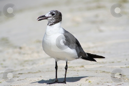 To use this stock image in your creative project, please select the size you need over to the right and click the "Add to Cart" button.
Your downloaded image will come with the Cutcaster watermark removed so don’t worry about the watermark you see on this page. Seagull stock photo, Seagull on the beach by Debbie Hayes