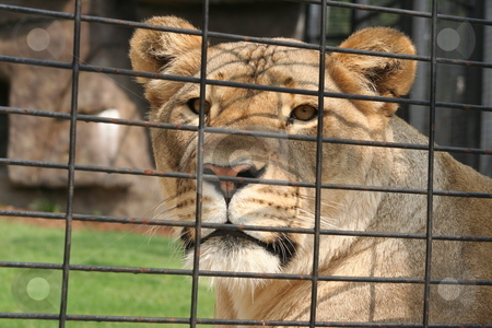 To use this stock image in your creative project, please select the size you need over to the right and click the "Add to Cart" button.
Your downloaded image will come with the Cutcaster watermark removed so don’t worry about the watermark you see on this page. Lioness in a cage stock photo, Una, the lioness mascot for the University of North Alabama. by Debbie Hayes