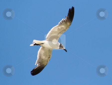 To use this stock image in your creative project, please select the size you need over to the right and click the "Add to Cart" button.
Your downloaded image will come with the Cutcaster watermark removed so don’t worry about the watermark you see on this page. Soaring Seagull stock photo, Seagull soaring above the ocean. by Debbie Hayes