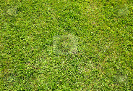 To use this stock image in your creative project, please select the size you need over to the right and click the "Add to Cart" button.
Your downloaded image will come with the Cutcaster watermark removed so don’t worry about the watermark you see on this page. Green summer grass texture close up background. stock photo, Green summer grass texture close up background. by Stephen Rees