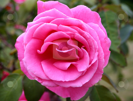 To use this stock image in your creative project, please select the size you need over to the right and click the "Add to Cart" button.
Your downloaded image will come with the Cutcaster watermark removed so don’t worry about the watermark you see on this page. Pink Rose stock photo, A pink rose still on the bush by MIca Mulloy