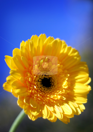 To use this stock image in your creative project, please select the size you need over to the right and click the "Add to Cart" button.
Your downloaded image will come with the Cutcaster watermark removed so don’t worry about the watermark you see on this page. Yellow Flower stock photo, Close shots of a yellow flower. by MIca Mulloy
