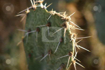 To use this stock image in your creative project, please select the size you need over to the right and click the "Add to Cart" button.
Your downloaded image will come with the Cutcaster watermark removed so don’t worry about the watermark you see on this page. Desert Cactus stock photo, Prickly Pear cactus in the Arizona desert by MIca Mulloy