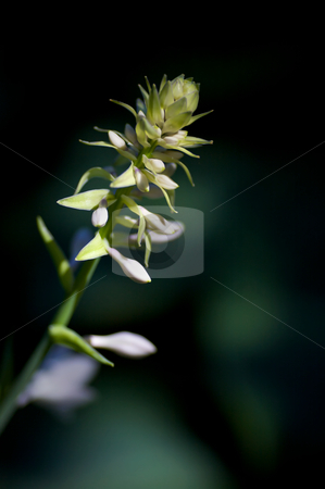 To use this stock image in your creative project, please select the size you need over to the right and click the "Add to Cart" button.
Your downloaded image will come with the Cutcaster watermark removed so don’t worry about the watermark you see on this page. Hasta Bud stock photo, The beginnings of a new flower on a large hasta plant - very narrow DOF by Mitch Aunger