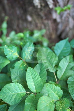 To use this stock image in your creative project, please select the size you need over to the right and click the "Add to Cart" button.
Your downloaded image will come with the Cutcaster watermark removed so don’t worry about the watermark you see on this page. Poison ivy clump stock photo, Clump of poison ivy next to a tree. Leaflets three let it be! Narrow DOF by Mitch Aunger