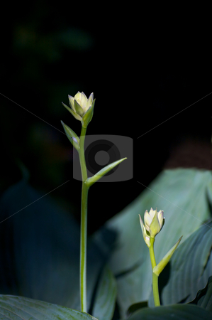 To use this stock image in your creative project, please select the size you need over to the right and click the "Add to Cart" button.
Your downloaded image will come with the Cutcaster watermark removed so don’t worry about the watermark you see on this page. Hasta Bud stock photo, The beginnings of a new flower on a large hasta plant - very narrow DOF by Mitch Aunger