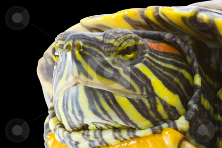 To use this stock image in your creative project, please select the size you need over to the right and click the "Add to Cart" button.
Your downloaded image will come with the Cutcaster watermark removed so don’t worry about the watermark you see on this page. Pseudemys scripta elegans stock photo, Head and face of a turtle - Pseudemys scripta elegans - close up by Petr Koudelka