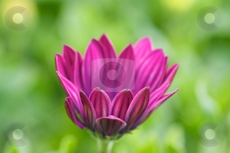 To use this stock image in your creative project, please select the size you need over to the right and click the "Add to Cart" button.
Your downloaded image will come with the Cutcaster watermark removed so don’t worry about the watermark you see on this page. Opening Purple Soprano stock photo, Osteospermum Soprano Purple bloom petals just after opening. by Charles Jetzer