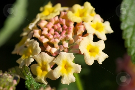To use this stock image in your creative project, please select the size you need over to the right and click the "Add to Cart" button.
Your downloaded image will come with the Cutcaster watermark removed so don’t worry about the watermark you see on this page. Lantana Landmark Bloom stock photo, Closeup of Landmark series Lantana bloom. by Charles Jetzer