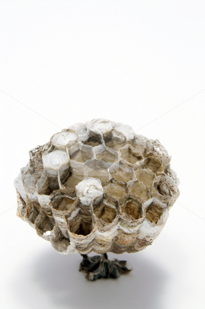 To use this stock image in your creative project, please select the size you need over to the right and click the "Add to Cart" button.
Your downloaded image will come with the Cutcaster watermark removed so don’t worry about the watermark you see on this page. Empty Wasp's Nest stock photo, A paper wasps nest with live young inside combs. by Robert Byron