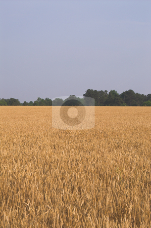 To use this stock image in your creative project, please select the size you need over to the right and click the "Add to Cart" button.
Your downloaded image will come with the Cutcaster watermark removed so don’t worry about the watermark you see on this page. Wheat Field stock photo, A field of golden wheat grains ready for harvesting. by Robert Byron