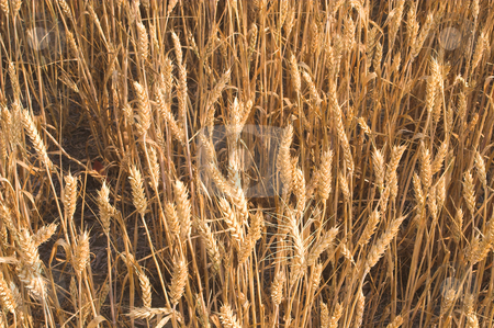To use this stock image in your creative project, please select the size you need over to the right and click the "Add to Cart" button.
Your downloaded image will come with the Cutcaster watermark removed so don’t worry about the watermark you see on this page. Wheat Field stock photo, A field of golden wheat grains ready for harvesting. by Robert Byron