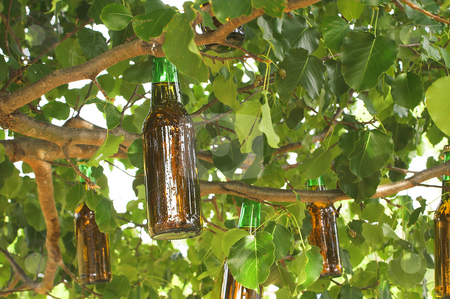 To use this stock image in your creative project, please select the size you need over to the right and click the "Add to Cart" button.
Your downloaded image will come with the Cutcaster watermark removed so don’t worry about the watermark you see on this page. Beer Tree stock photo, A beer tree ripe with fresh fruit. by Robert Byron