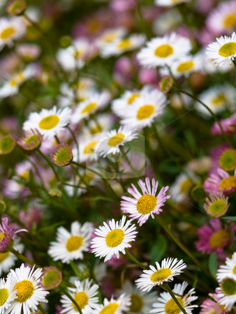 To use this stock image in your creative project, please select the size you need over to the right and click the "Add to Cart" button.
Your downloaded image will come with the Cutcaster watermark removed so don’t worry about the watermark you see on this page. Daisy flowers stock photo, Daisy flowers with shallow depth of field by Laurent Dambies