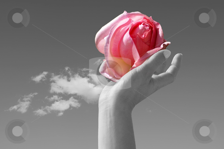 To use this stock image in your creative project, please select the size you need over to the right and click the "Add to Cart" button.
Your downloaded image will come with the Cutcaster watermark removed so don’t worry about the watermark you see on this page. Perfum stock photo, A delicate rose lovingly held in one woman hand by Serge VILLA