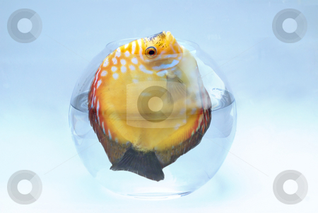 To use this stock image in your creative project, please select the size you need over to the right and click the "Add to Cart" button.
Your downloaded image will come with the Cutcaster watermark removed so don’t worry about the watermark you see on this page. Big Fish stuck in Tank stock photo, This large yellow fish is too big for such a small tank. this is a concept shot to do exercise or change your home... by Serge VILLA