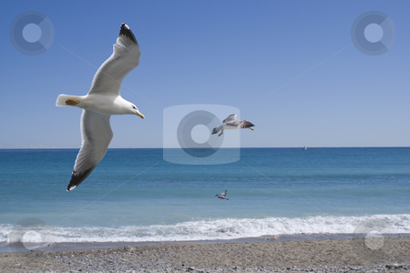 To use this stock image in your creative project, please select the size you need over to the right and click the "Add to Cart" button.
Your downloaded image will come with the Cutcaster watermark removed so don’t worry about the watermark you see on this page. Soaring stock photo, 3 Seagulls flying against mediterranean sea in french Riviera by Serge VILLA