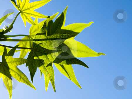 To use this stock image in your creative project, please select the size you need over to the right and click the "Add to Cart" button.
Your downloaded image will come with the Cutcaster watermark removed so don’t worry about the watermark you see on this page. Green leaves stock photo, Liquidambar green leaves at spring backlighted with blue sky by Laurent Dambies