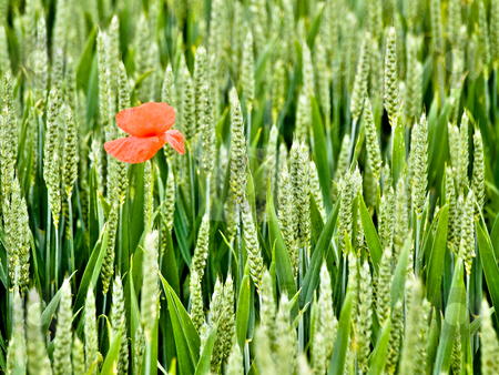 To use this stock image in your creative project, please select the size you need over to the right and click the "Add to Cart" button.
Your downloaded image will come with the Cutcaster watermark removed so don’t worry about the watermark you see on this page. Green wheat field stock photo, Close up shot of a green wheat field at spring with a red poppy flower by Laurent Dambies