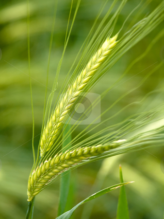 To use this stock image in your creative project, please select the size you need over to the right and click the "Add to Cart" button.
Your downloaded image will come with the Cutcaster watermark removed so don’t worry about the watermark you see on this page. Green wheat stock photo, Green wheat close up at spring with shallow depth of field by Laurent Dambies