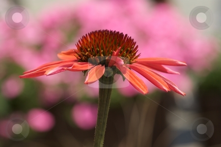 To use this stock image in your creative project, please select the size you need over to the right and click the "Add to Cart" button.
Your downloaded image will come with the Cutcaster watermark removed so don’t worry about the watermark you see on this page. Big Sky Summer Sky Side View on Pink stock photo, Big Sky Summer Sky Echinacea side view in front of pink flowers. by Charles Jetzer