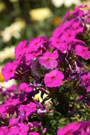 To use this stock image in your creative project, please select the size you need over to the right and click the "Add to Cart" button.
Your downloaded image will come with the Cutcaster watermark removed so don’t worry about the watermark you see on this page. Neon Pink Phlox stock photo, Close-up of blooming neon pink Phlox by Charles Jetzer