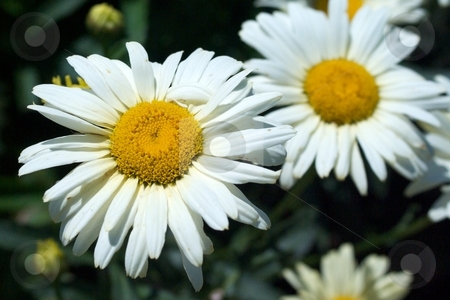 To use this stock image in your creative project, please select the size you need over to the right and click the "Add to Cart" button.
Your downloaded image will come with the Cutcaster watermark removed so don’t worry about the watermark you see on this page. Broadway Lights stock photo, Close-up of 2 blooming Broadway Lights Leucanthemums. by Charles Jetzer