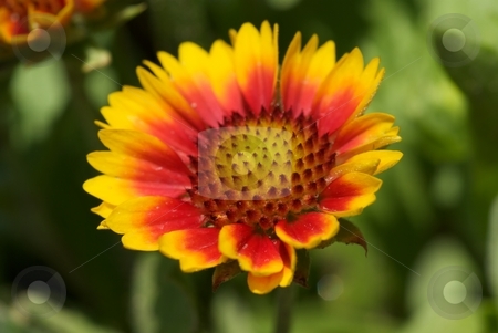To use this stock image in your creative project, please select the size you need over to the right and click the "Add to Cart" button.
Your downloaded image will come with the Cutcaster watermark removed so don’t worry about the watermark you see on this page. Arizona Sun Flower I stock photo, Closeup of an Arizona Sun Gaillardia from the sunflower family. by Charles Jetzer