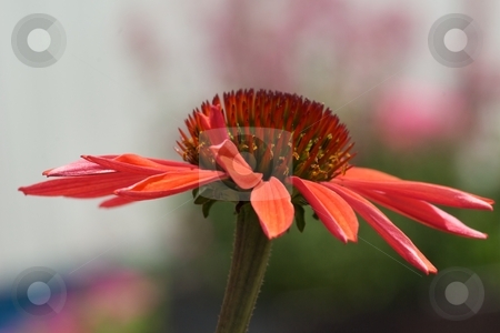 To use this stock image in your creative project, please select the size you need over to the right and click the "Add to Cart" button.
Your downloaded image will come with the Cutcaster watermark removed so don’t worry about the watermark you see on this page. Big Sky Summer Sky Side View stock photo, Big Sky Summer Sky Echinacea side view by Charles Jetzer