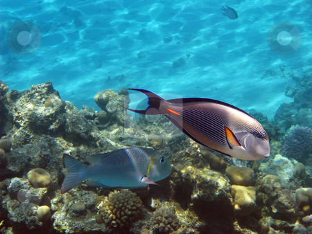 To use this stock image in your creative project, please select the size you need over to the right and click the "Add to Cart" button.
Your downloaded image will come with the Cutcaster watermark removed so don’t worry about the watermark you see on this page. Sohal surgeonfish stock photo, Tropical fishes and coral reef in Red sea by Roman Vintonyak