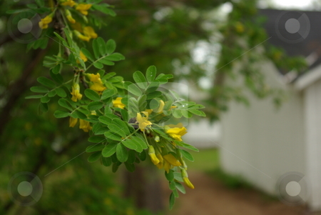 To use this stock image in your creative project, please select the size you need over to the right and click the "Add to Cart" button.
Your downloaded image will come with the Cutcaster watermark removed so don’t worry about the watermark you see on this page. Spring Flowering Bush stock photo, Tender yellow flowers provide a focal point on a bush branch in spring. by Dennis Thomsen