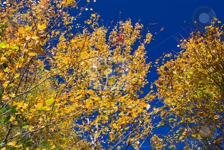 To use this stock image in your creative project, please select the size you need over to the right and click the "Add to Cart" button.
Your downloaded image will come with the Cutcaster watermark removed so don’t worry about the watermark you see on this page. Golden Autumn Leaves on Cobalt stock photo, Golden autumn leaves on a deep blue sky. by Charles Jetzer