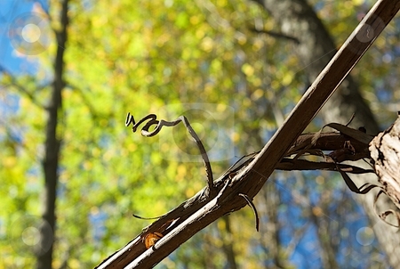 To use this stock image in your creative project, please select the size you need over to the right and click the "Add to Cart" button.
Your downloaded image will come with the Cutcaster watermark removed so don’t worry about the watermark you see on this page. Autumn Curly Q stock photo, The curly arm of a vine on autumn foliage. by Charles Jetzer