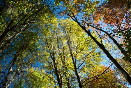 To use this stock image in your creative project, please select the size you need over to the right and click the "Add to Cart" button.
Your downloaded image will come with the Cutcaster watermark removed so don’t worry about the watermark you see on this page. Autumn Foliage from Below stock photo, Looking up at autumn foliage and blue sky. by Charles Jetzer