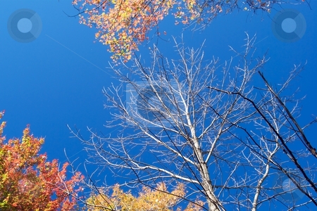 To use this stock image in your creative project, please select the size you need over to the right and click the "Add to Cart" button.
Your downloaded image will come with the Cutcaster watermark removed so don’t worry about the watermark you see on this page. Early Drop stock photo, Bare and glowing stages of autumn. by Charles Jetzer