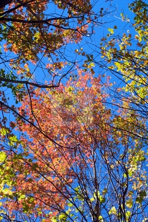 To use this stock image in your creative project, please select the size you need over to the right and click the "Add to Cart" button.
Your downloaded image will come with the Cutcaster watermark removed so don’t worry about the watermark you see on this page. Branches of Autumn stock photo, Autumn leaves and branches from below. by Charles Jetzer