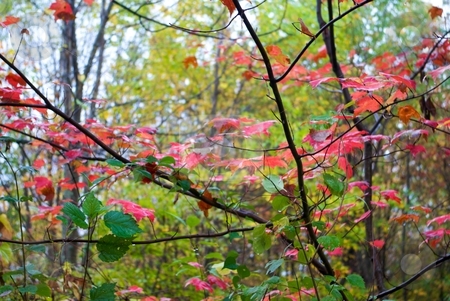 To use this stock image in your creative project, please select the size you need over to the right and click the "Add to Cart" button.
Your downloaded image will come with the Cutcaster watermark removed so don’t worry about the watermark you see on this page. Red Maple Autumn Foliage stock photo, Red Maple foliage in autumn. by Charles Jetzer